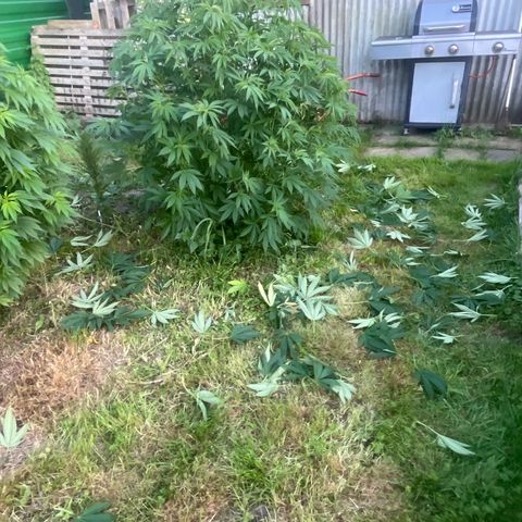 Fruit Cake  #6 growlog timeline photo