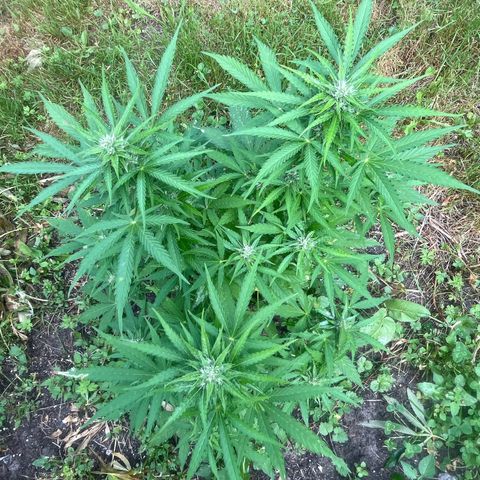 Auto Candy Bubatz Xl #2 growlog timeline photo