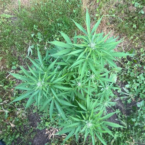 Auto Candy Bubatz Xl #2 growlog timeline photo
