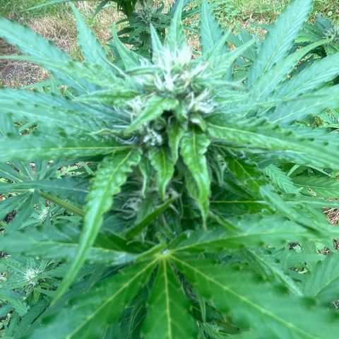 Auto Candy Bubatz Xl #2 growlog timeline photo