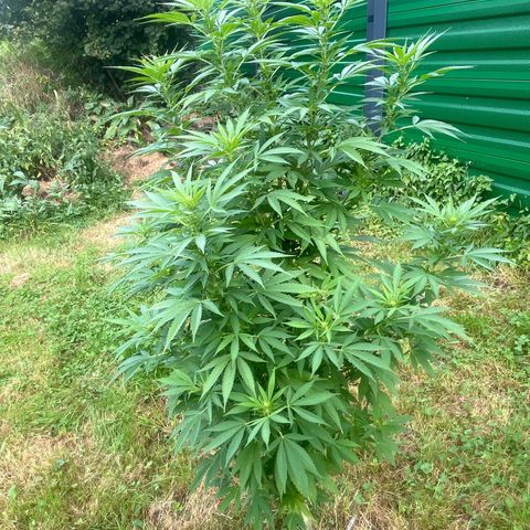 Black Cookies  #1 growlog timeline photo