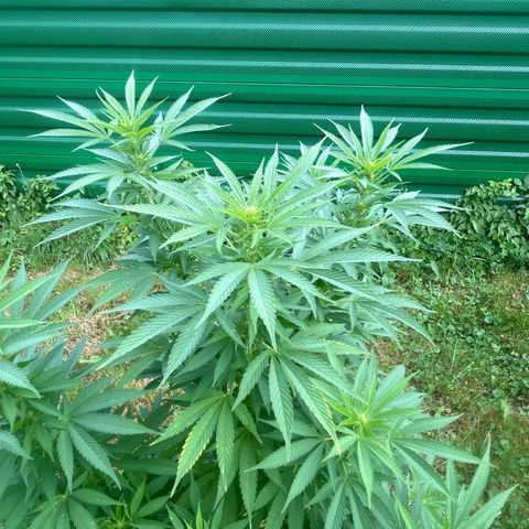 Black Cookies  #1 growlog timeline photo