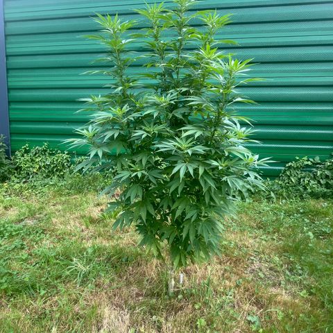 Black Cookies  #1 growlog timeline photo