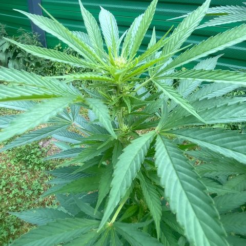 Black Cookies  #1 growlog timeline photo