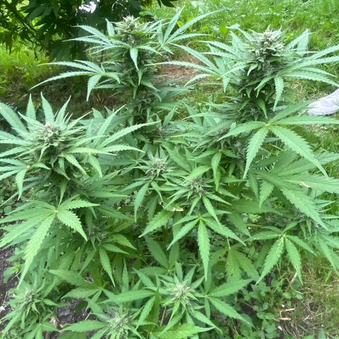 Auto Candy Bubatz Xl #2 growlog timeline photo