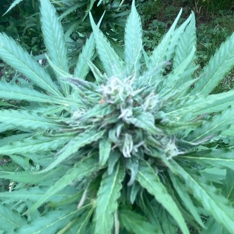 Auto Candy Bubatz Xl #2 growlog timeline photo