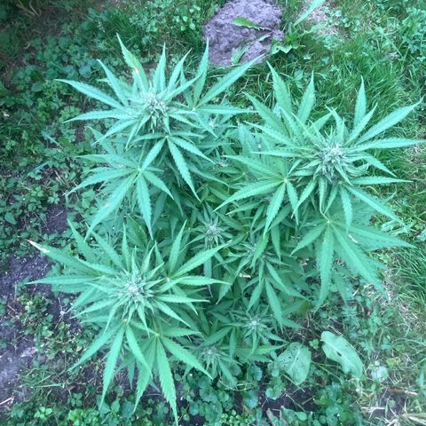 Auto Candy Bubatz Xl #2 growlog timeline photo