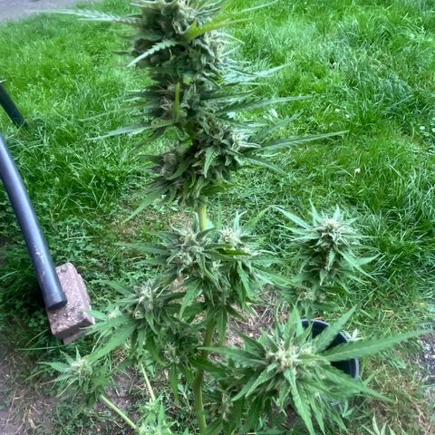 Auto Candy Bubatz Xl #2 growlog timeline photo