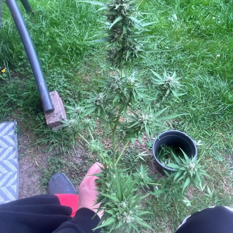 Auto Candy Bubatz Xl #2 growlog timeline photo