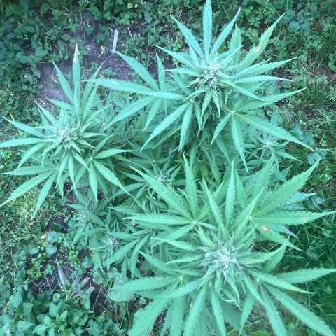 Auto Candy Bubatz Xl #2 growlog timeline photo