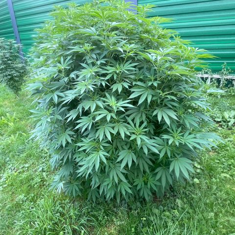 Fruit Cake  #6 growlog timeline photo