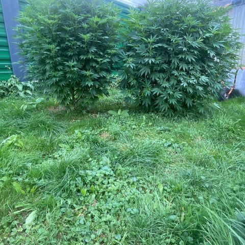 Fruit Cake  #6 growlog timeline photo