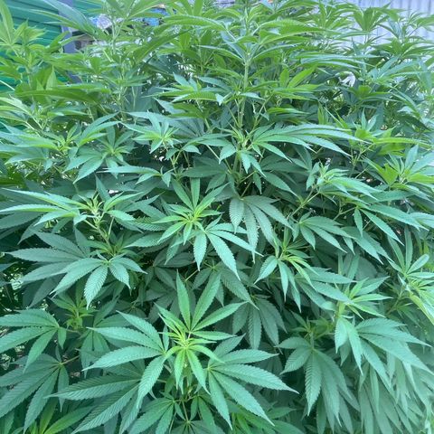 Fruit Cake  #6 growlog timeline photo