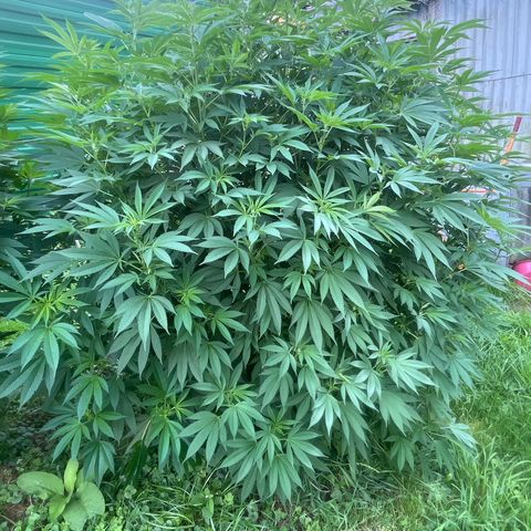 Fruit Cake  #6 growlog timeline photo