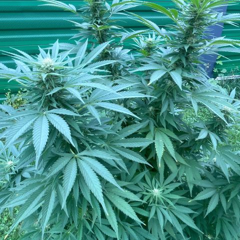 Black Cookies  #1 growlog timeline photo