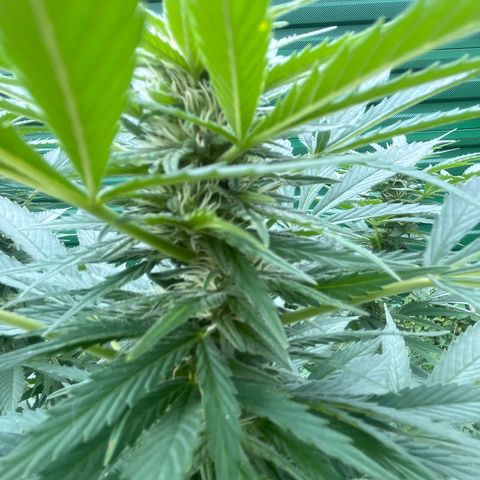 Black Cookies  #1 growlog timeline photo