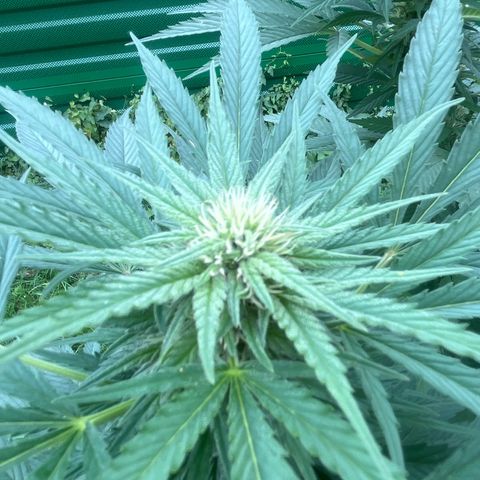 Black Cookies  #1 growlog timeline photo