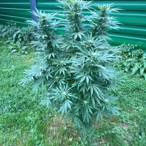 Black Cookies  #1 growlog timeline photo