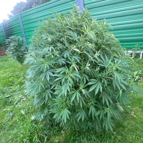 Fruit Cake  #6 growlog timeline photo