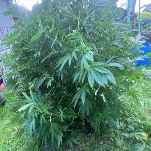 Fruit Cake  #6 growlog timeline photo