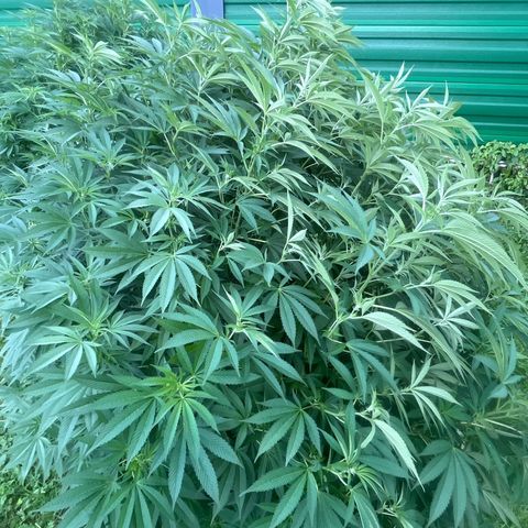 Fruit Cake  #6 growlog timeline photo