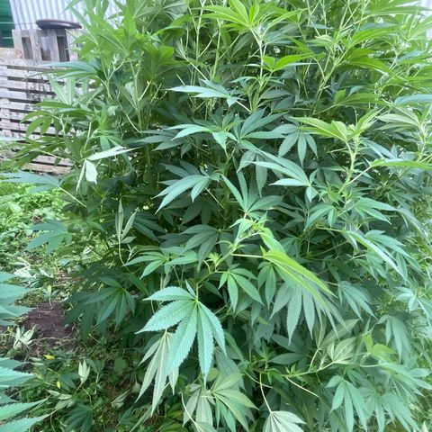 Fruit Cake  #6 growlog timeline photo