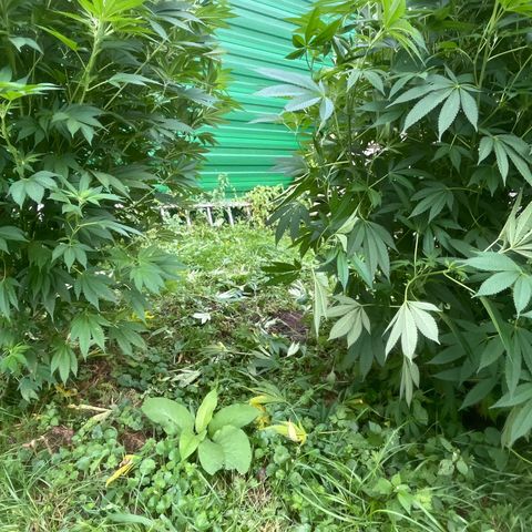 Fruit Cake  #6 growlog timeline photo