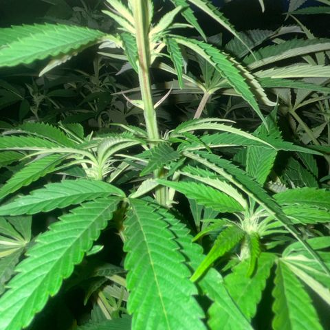 Fruit Cake  #6 growlog timeline photo