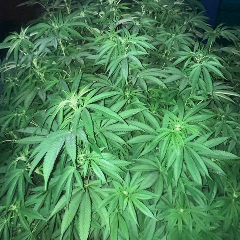 Fruit Cake  #6 growlog timeline photo