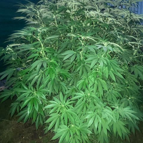 Fruit Cake  #6 growlog timeline photo