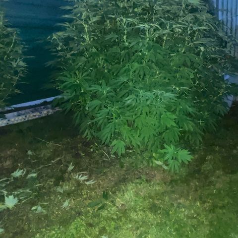 Fruit Cake  #6 growlog timeline photo