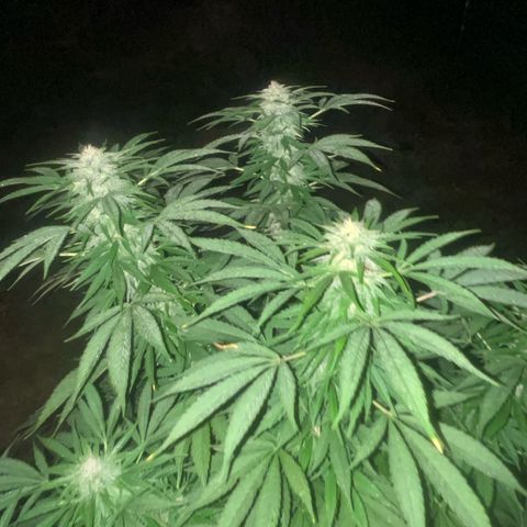 Black Cookies  #1 growlog timeline photo