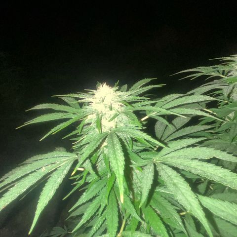 Black Cookies  #1 growlog timeline photo