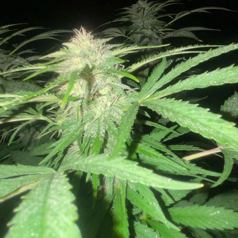 Black Cookies  #1 growlog timeline photo