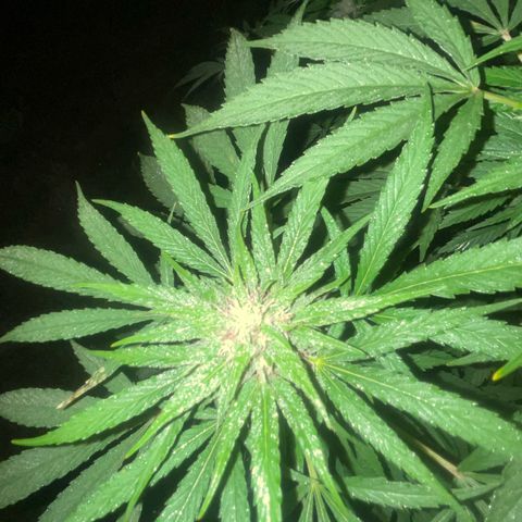 Black Cookies  #1 growlog timeline photo
