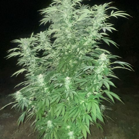 Black Cookies  #1 growlog timeline photo