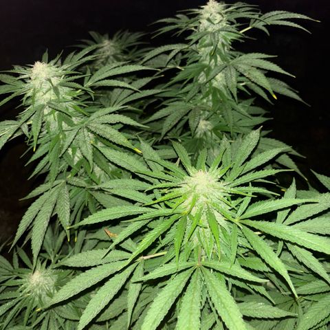 Black Cookies  #1 growlog timeline photo