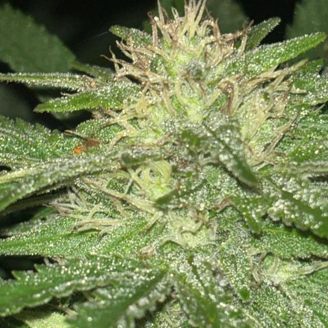 Black Cookies  #1 growlog timeline photo