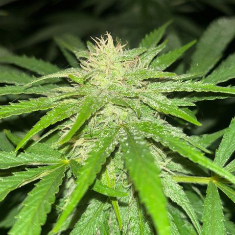 Black Cookies  #1 growlog timeline photo