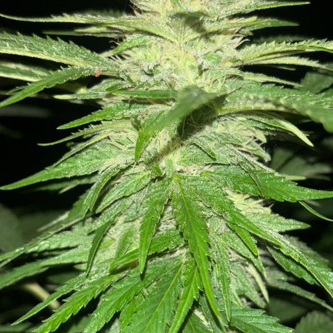 Black Cookies  #1 growlog timeline photo