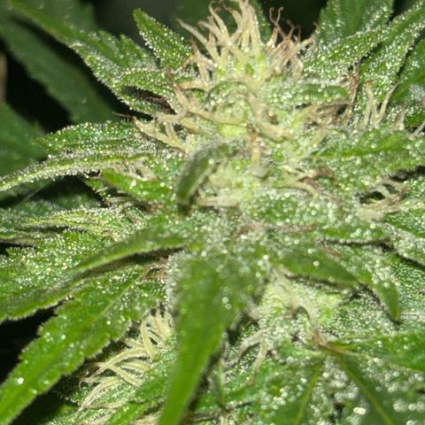 Black Cookies  #1 growlog timeline photo