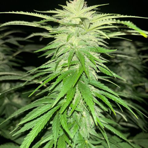 Black Cookies  #1 growlog timeline photo