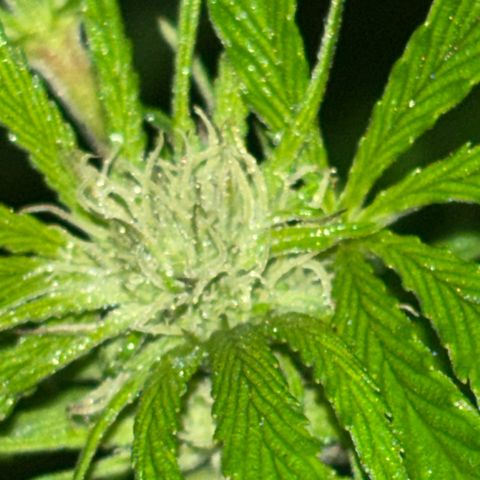 Fruit Cake  #6 growlog timeline photo