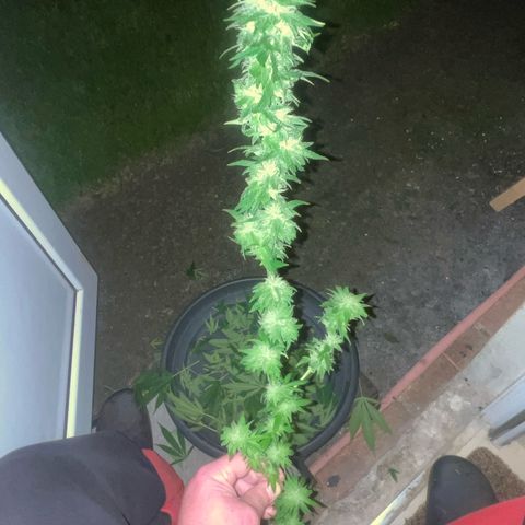 Black Cookies  #1 growlog timeline photo