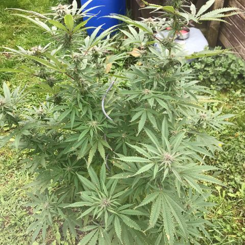 Fruit Cake #5 growlog timeline photo