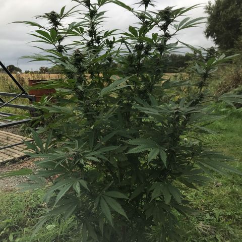 Fruit Cake #5 growlog timeline photo