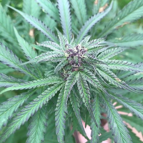 Fruit Cake #5 growlog timeline photo