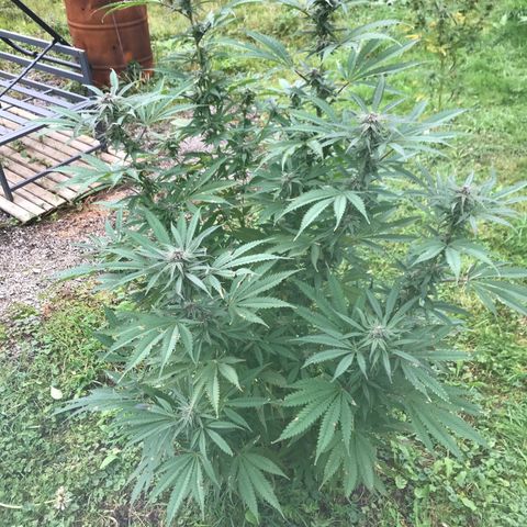 Fruit Cake #5 growlog timeline photo