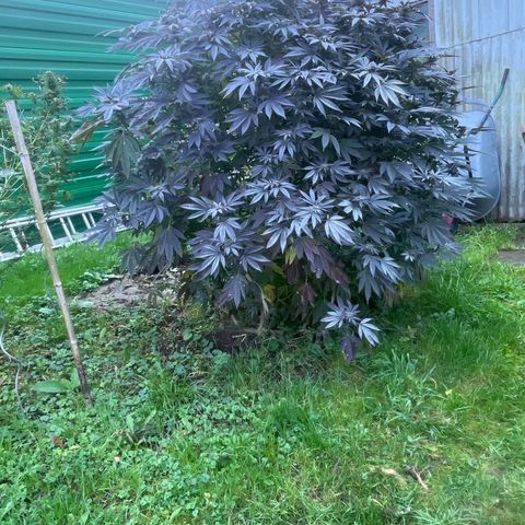 Fruit Cake  #6 growlog timeline photo