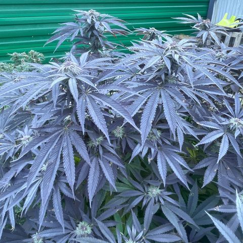 Fruit Cake  #6 growlog timeline photo